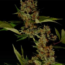 G13 Haze X Free Tibet Regular (Soma Seeds) Cannabis Seeds