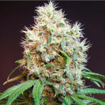 G13 Haze X N.Y.C Diesel Regular (Soma Seeds) Cannabis Seeds