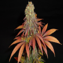 G13 Haze X Somango Regular (Soma Seeds) Cannabis Seeds