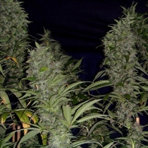 Kahuna Regular (Soma Seeds) Cannabis Seeds