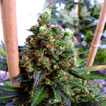 NYC Diesel Regular (Soma Seeds) Cannabis Seeds