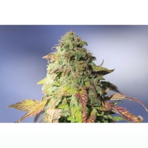 Reclining Buddha Regular (Soma Seeds) Cannabis Seeds