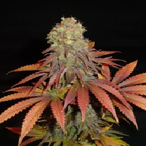Rock Bud Regular (Soma Seeds) Cannabis Seeds