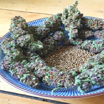 So Purple Feminised (Soma Seeds) Cannabis Seeds