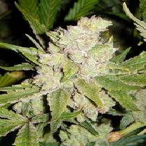 Sogouda Feminised (Soma Seeds) Cannabis Seeds