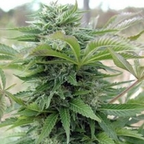 Afghan (Spliff Seeds) Cannabis Seeds
