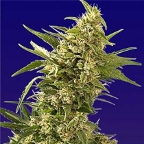 AK Automatic (Spliff Seeds) Cannabis Seeds