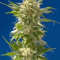 AK (Spliff Seeds) Cannabis Seeds