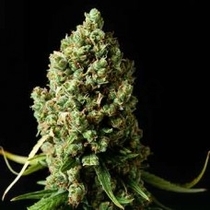 Amnesiac (Spliff Seeds) Cannabis Seeds