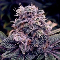 BlueBerry regular (Spliff Seeds) Cannabis Seeds