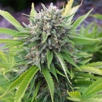 Bubblegun (Spliff Seeds) Cannabis Seeds