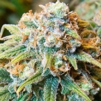 CBD Medi Kush (Spliff Seeds) Cannabis Seeds