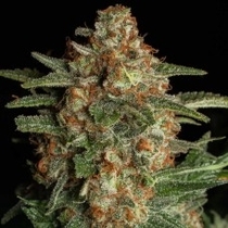 CBD Spliff Berry (Spliff Seeds) Cannabis Seeds
