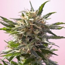 Crystal White (Spliff Seeds) Cannabis Seeds