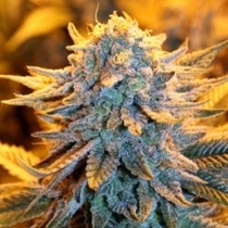 Dutch Automatic (Spliff Seeds) Cannabis Seeds