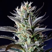 Dutch Blue Automatic (Spliff Seeds) Cannabis Seeds
