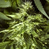 Fast Bud Outdoor (Spliff Seeds) Cannabis Seeds