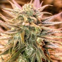 Gold Bar Kush (Spliff Seeds) Cannabis Seeds