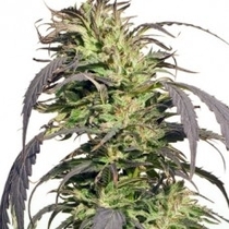 Gold Rush Outdoor (Spliff Seeds) Cannabis Seeds