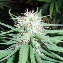 Haze No1 (Spliff Seeds) Cannabis Seeds