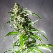 Jack F1 (Spliff Seeds) Cannabis Seeds