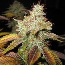 Master Kush (Spliff Seeds) Cannabis Seeds