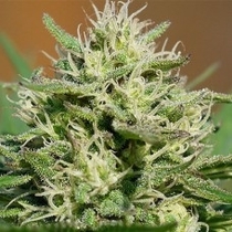 Lemon Cream Automatic (Spliff Seeds) Cannabis Seeds