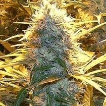 Lemon Cream Kush (Spliff Seeds) Cannabis Seeds