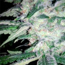 Mega Power Plant (Spliff Seeds) Cannabis Seeds