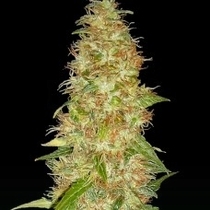 Moon Walker Kush (Spliff Seeds) Cannabis Seeds