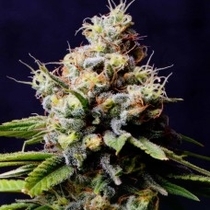 Purple Berry Kush (Spliff Seeds) Cannabis Seeds
