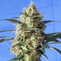 Snow White (Spliff Seeds) Cannabis Seeds