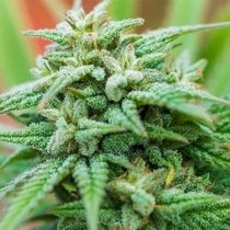Cheese Automatic (Spliff Seeds) Cannabis Seeds