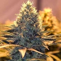 Spliff Cheese (Spliff Seeds) Cannabis Seeds