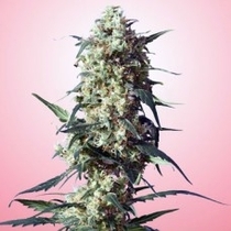 Strawberry (Spliff Seeds) Cannabis Seeds