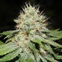 Sweet N Sour Indoor (Spliff Seeds) Cannabis Seeds