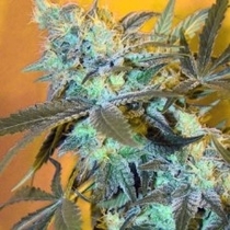 White Widow (Spliff Seeds) Cannabis Seeds