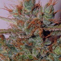 White Widow (Spliff Seeds) Cannabis Seeds