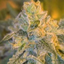 Sweet N Sour Outdoor (Spliff Seeds) Cannabis Seeds