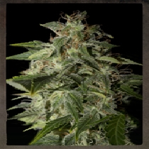 Afgooey (Strain Hunters Seeds) Cannabis Seeds