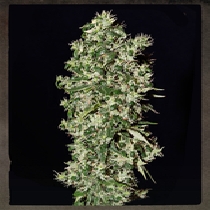 Big Tooth (Strain Hunters Seeds) Cannabis Seeds