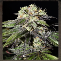 Caboose (Strain Hunters Seeds) Cannabis Seeds