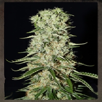 Damnesia Auto (Strain Hunters Seeds) Cannabis Seeds