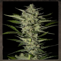Flowerbomb Kush (Strain Hunters Seeds) Cannabis Seeds
