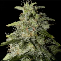 Money Maker (Strain Hunters Seeds) Cannabis Seeds