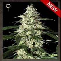 Skunk Auto Flowering (Strain Hunters Seeds) Cannabis Seeds