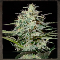 White Lemon (Strain Hunters Seeds) Cannabis Seeds