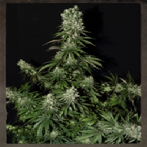 White Strawberry Skunk (Strain Hunters Seeds) Cannabis Seeds