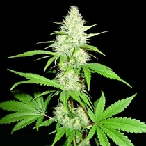 Amnesia Ganja Haze (Sumo Seeds) Cannabis Seeds