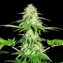 Appleberry (Sumo Seeds) Cannabis Seeds